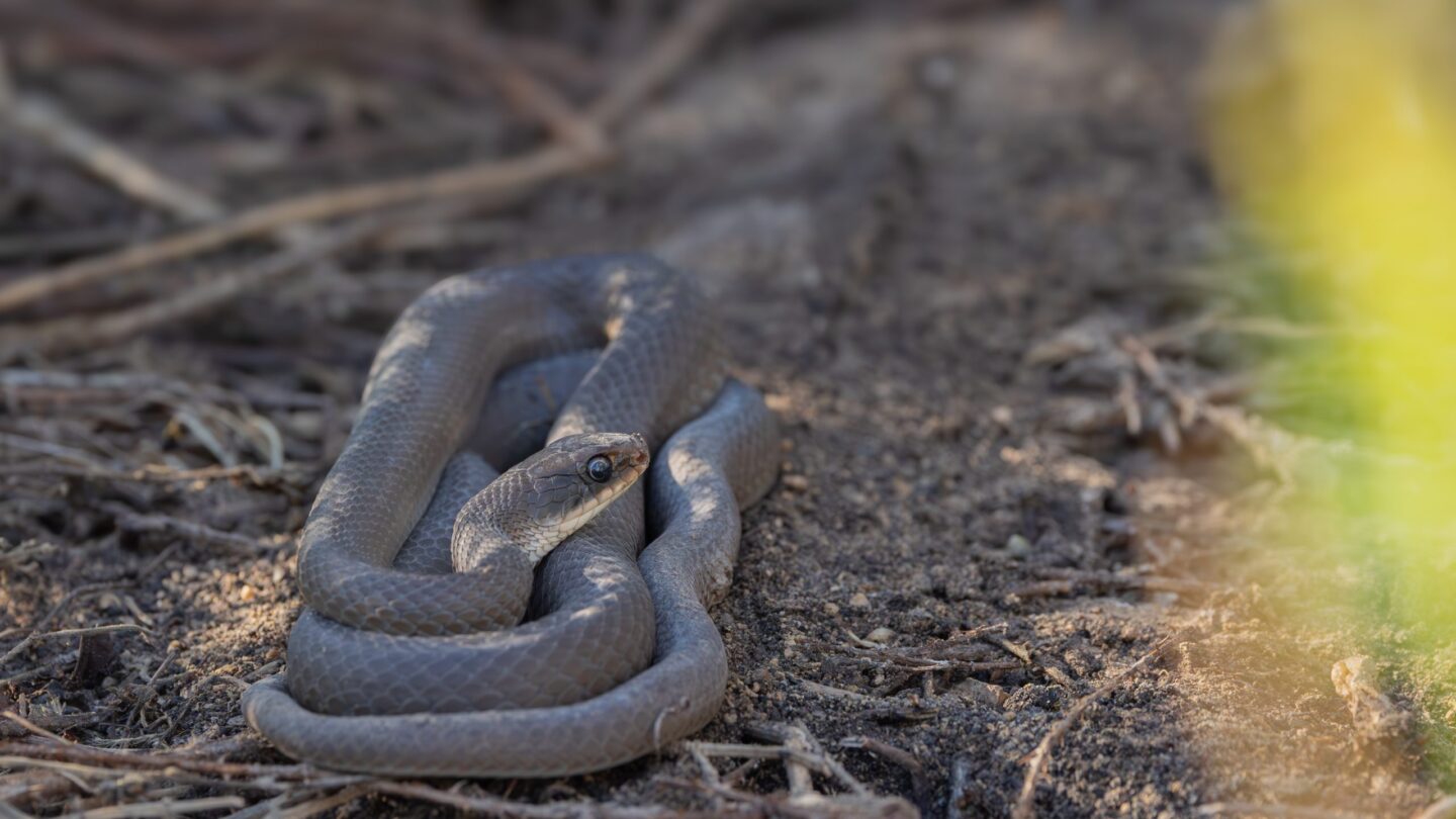 A brown snake is coiled on sandy ground surrounded by dry twigs, with its head raised and facing the camera. Sunlight is visible on the right side of the image.