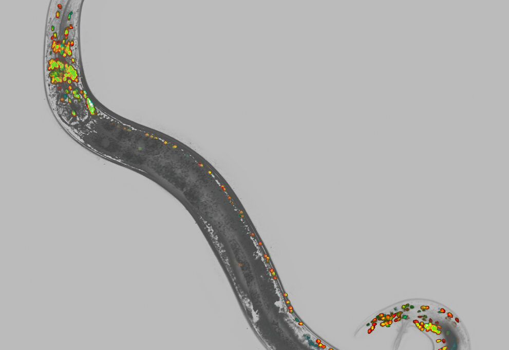 Digital image of a worm with green and red and blue bits on it