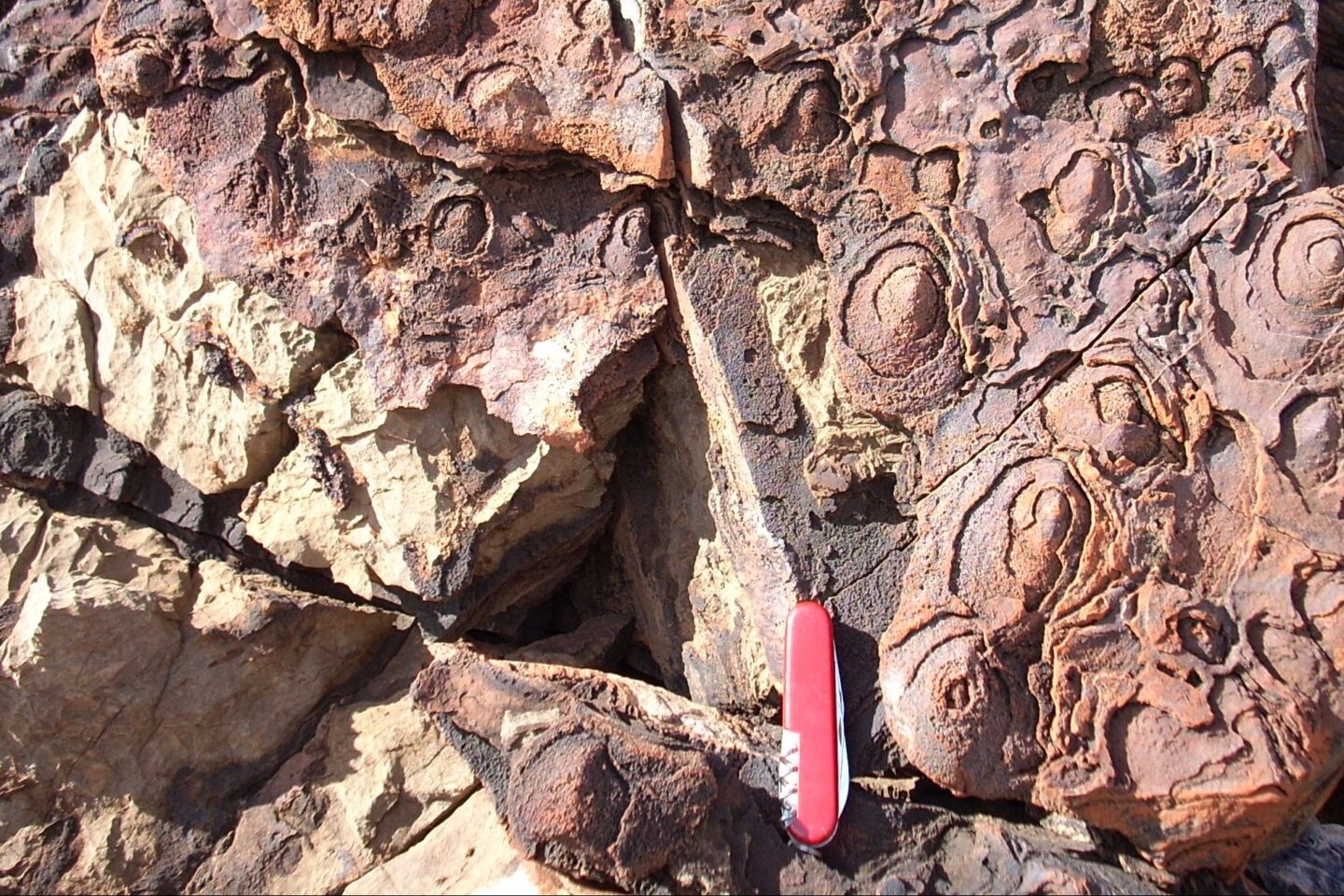 A rock outcrop with circular, layered patterns and a red pocket knife placed on top for scale. The rock has shades of brown and tan, showing weathered and eroded textures.