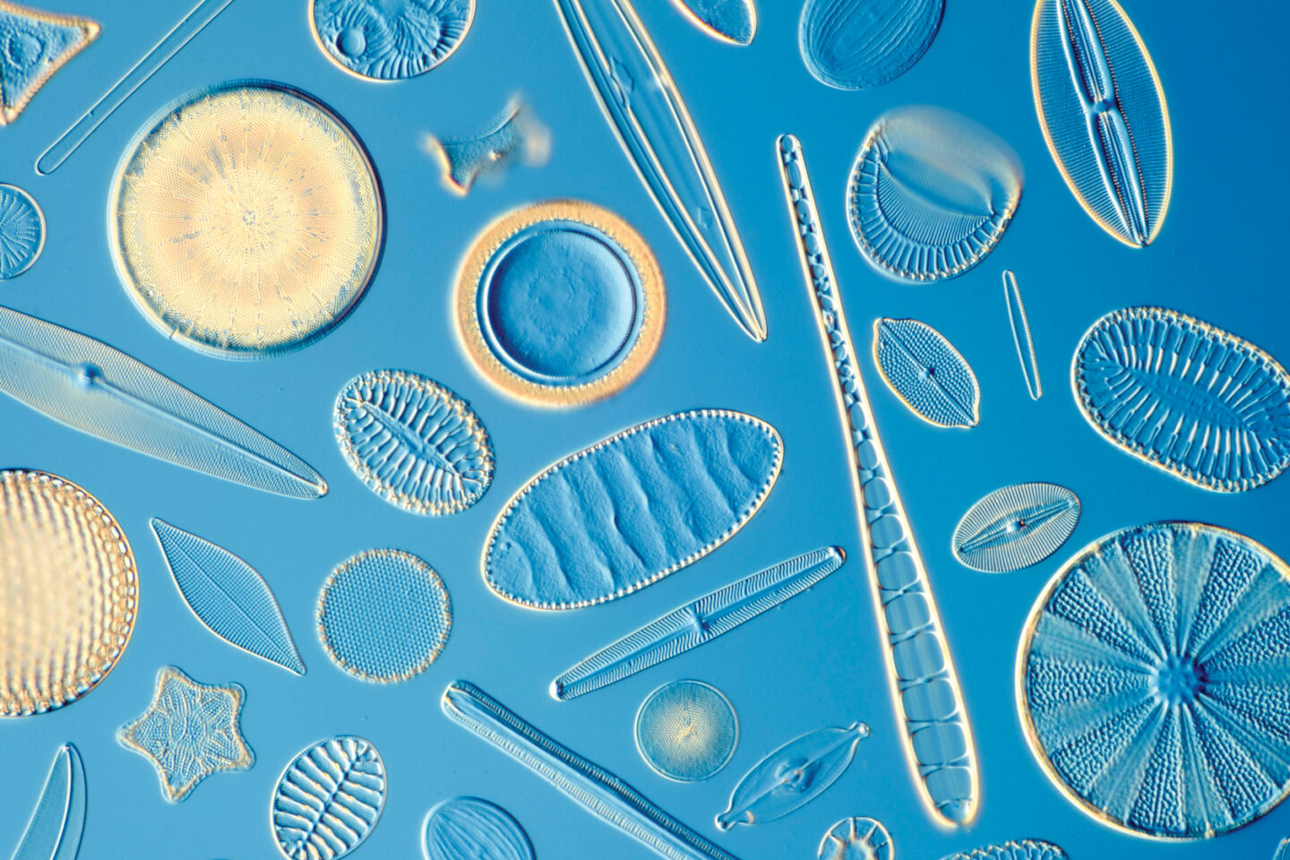A microscopic view of many diatoms
