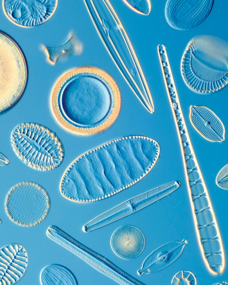 A microscopic view of many diatoms