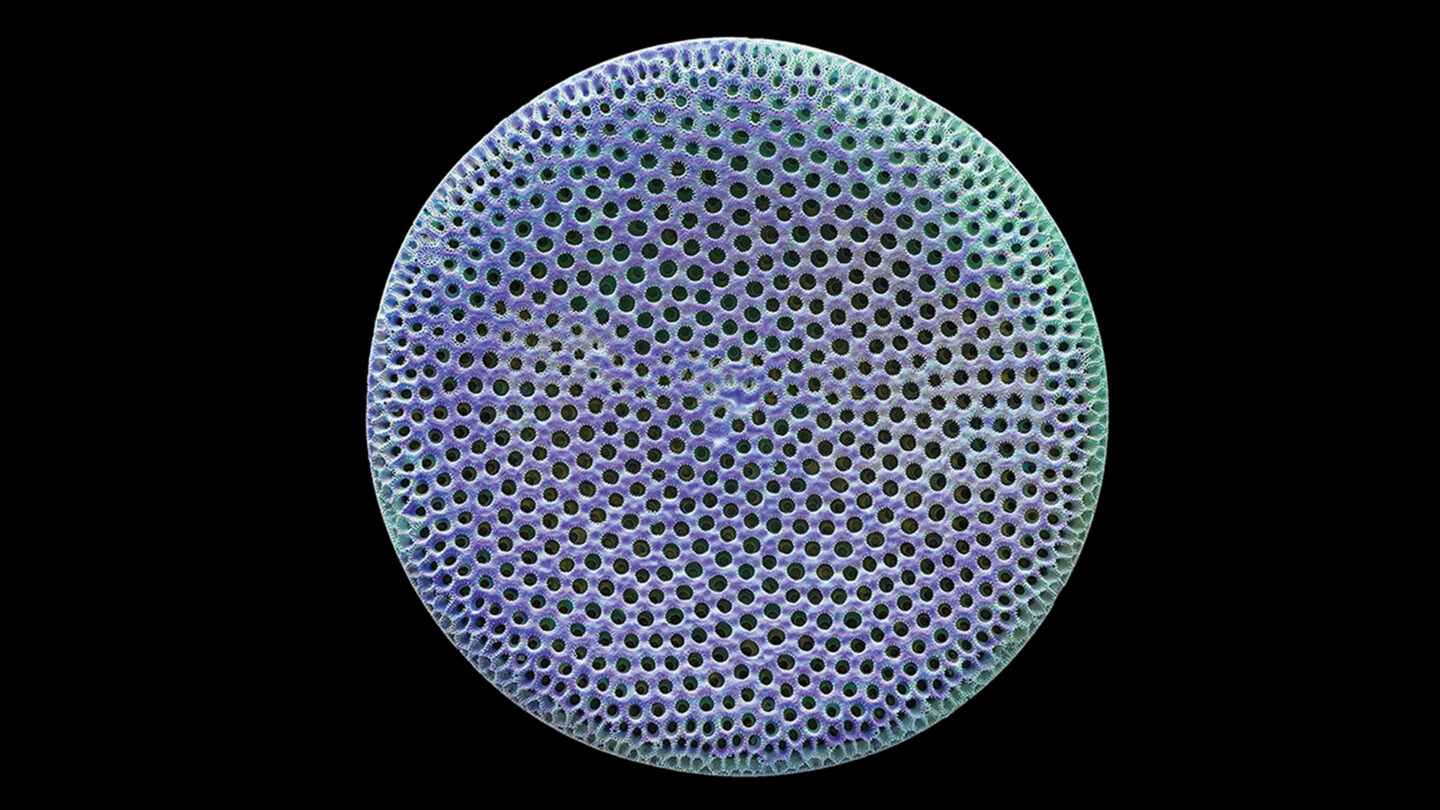 Detailed Diatom