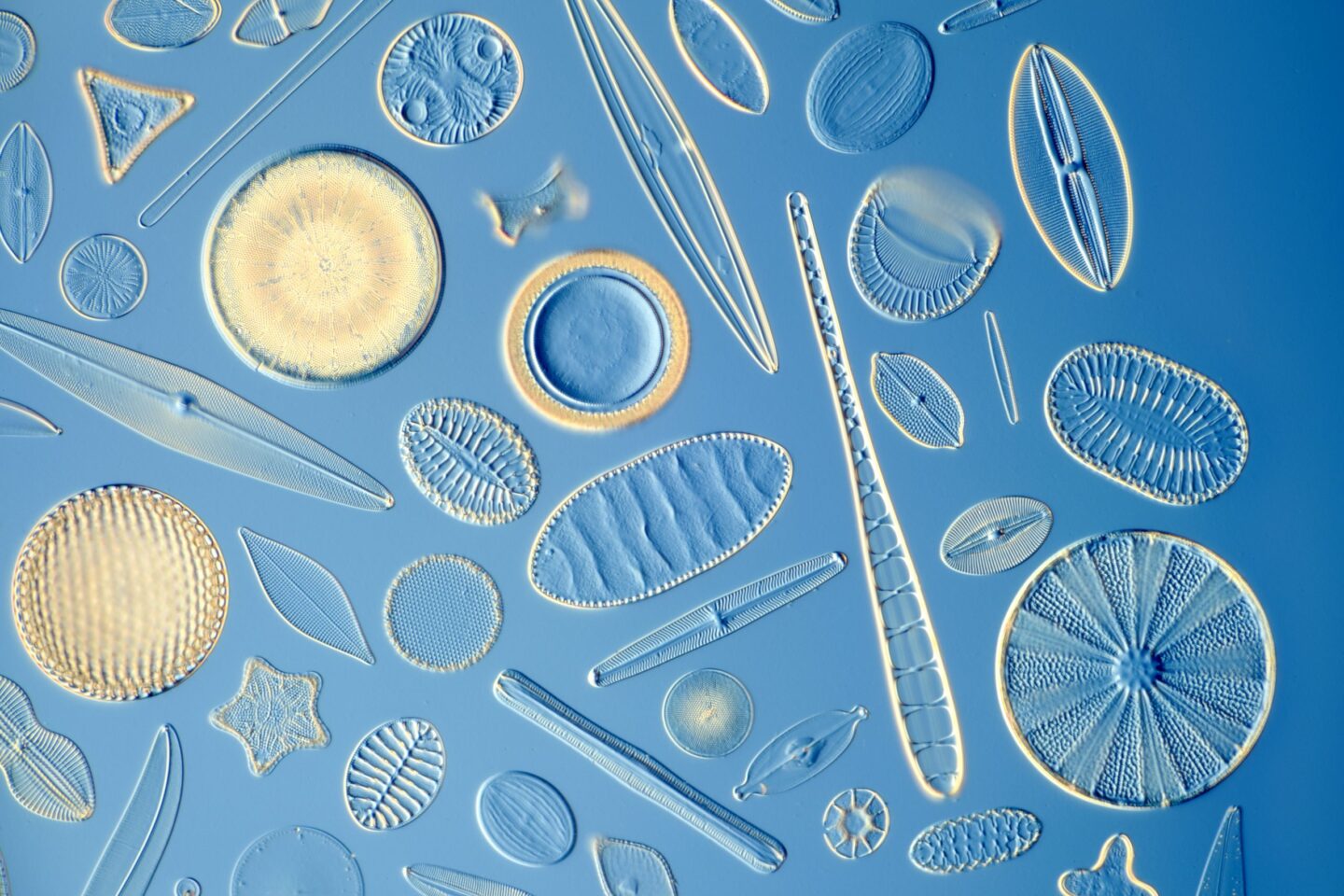 A variety of diatoms, microscopic algae, are shown under a microscope. They appear as intricate, translucent shapes and patterns against a blue background.