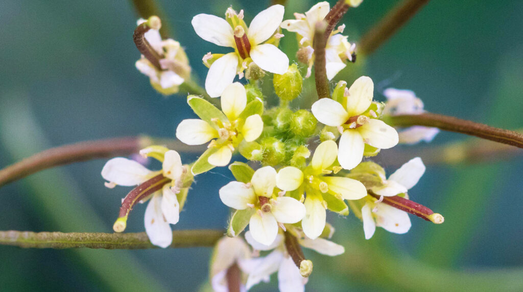 Close-up of small, delicate white and yellow flowers (Arabidopsis thaliana, Mouse Ear Cress in Flower) clustered together with green stems and blurred green background.