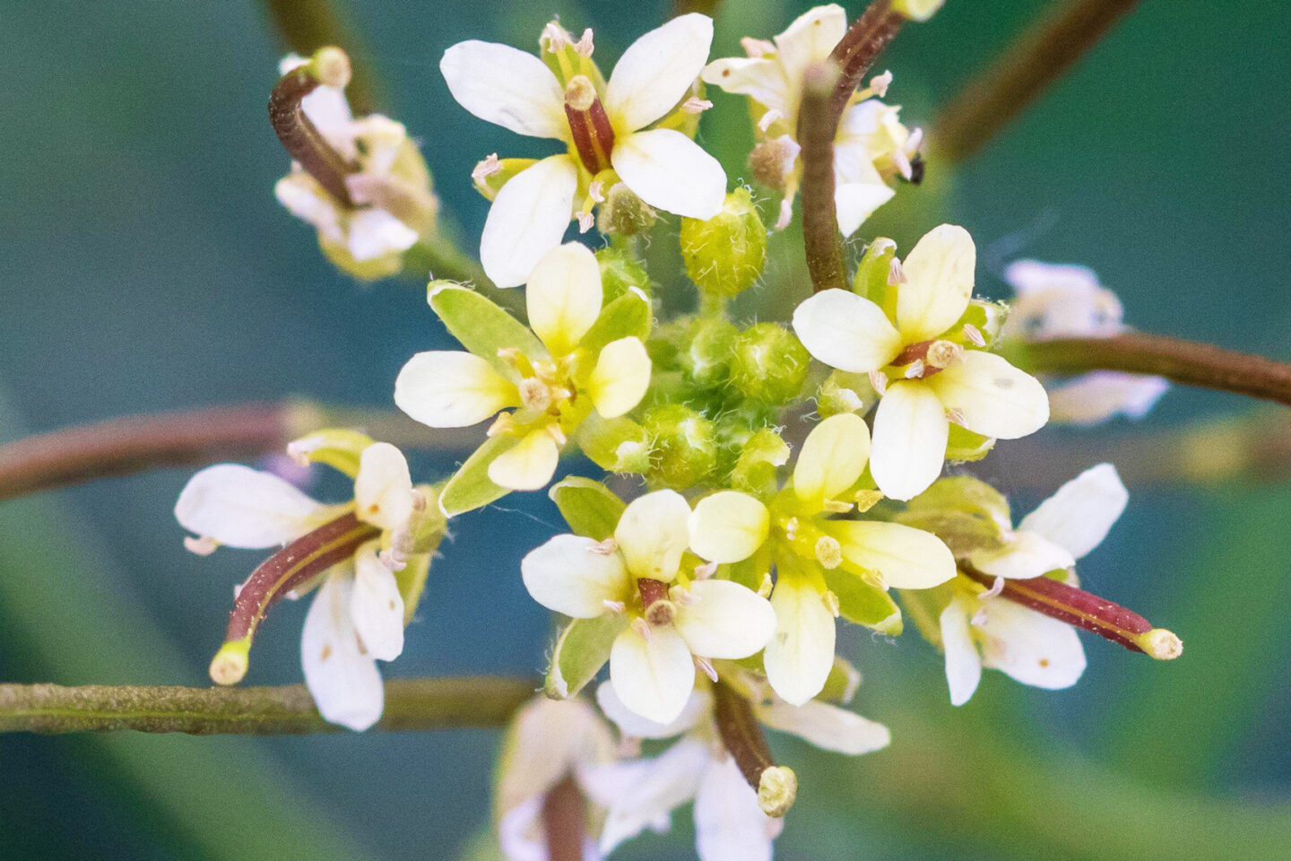 Close-up of small, delicate white and yellow flowers (Arabidopsis thaliana, Mouse Ear Cress in Flower) clustered together with green stems and blurred green background.