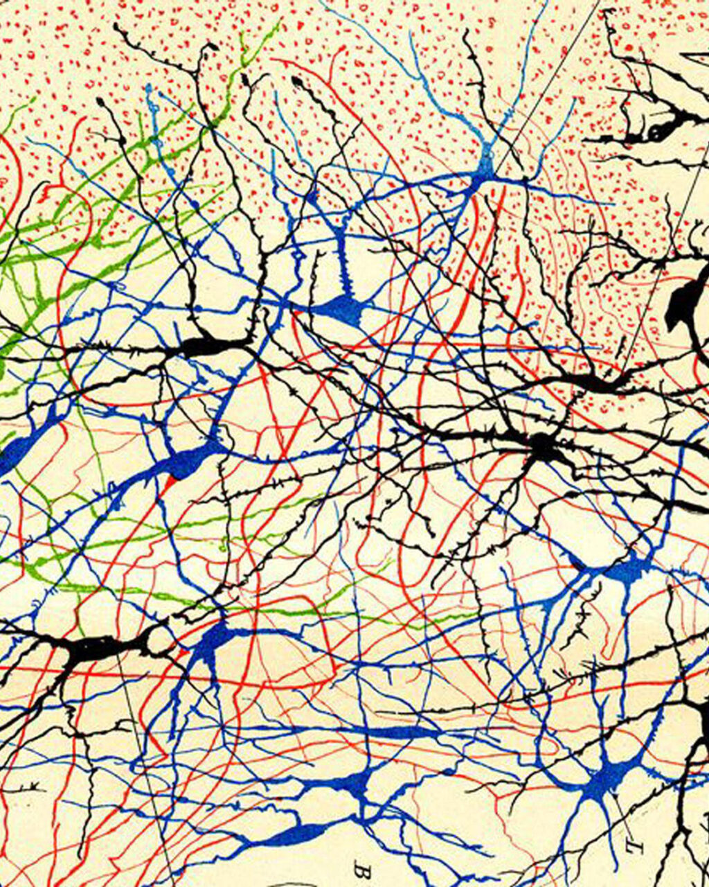 Drawing of brain cells with branching networks in black, green, and blue ink, interconnected by thin red and blue lines on a beige background with scattered red dots.