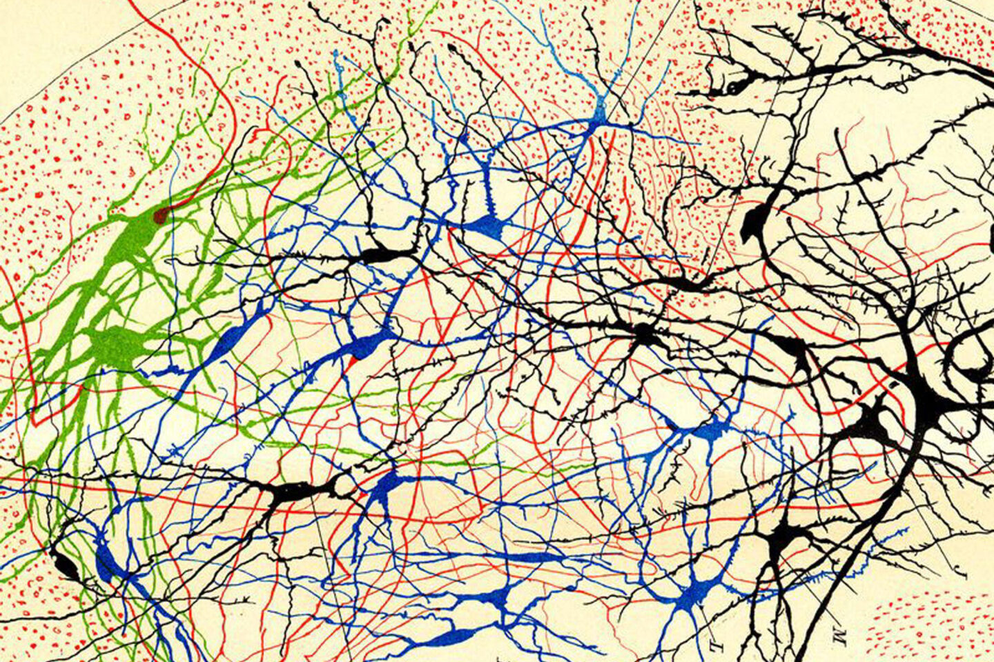 Drawing of brain cells with branching networks in black, green, and blue ink, interconnected by thin red and blue lines on a beige background with scattered red dots.
