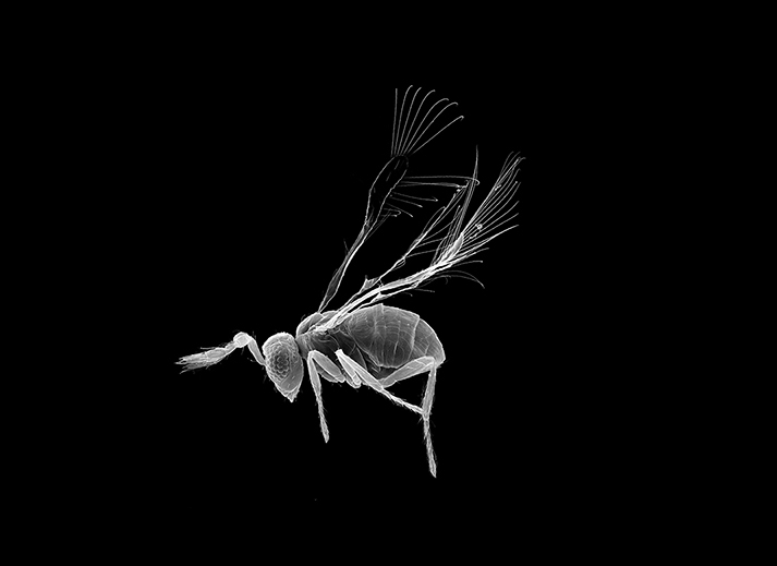 A magnified, grayscale image of a tiny parasitic wasp with feathery antennae and delicate wings, set against a black background.