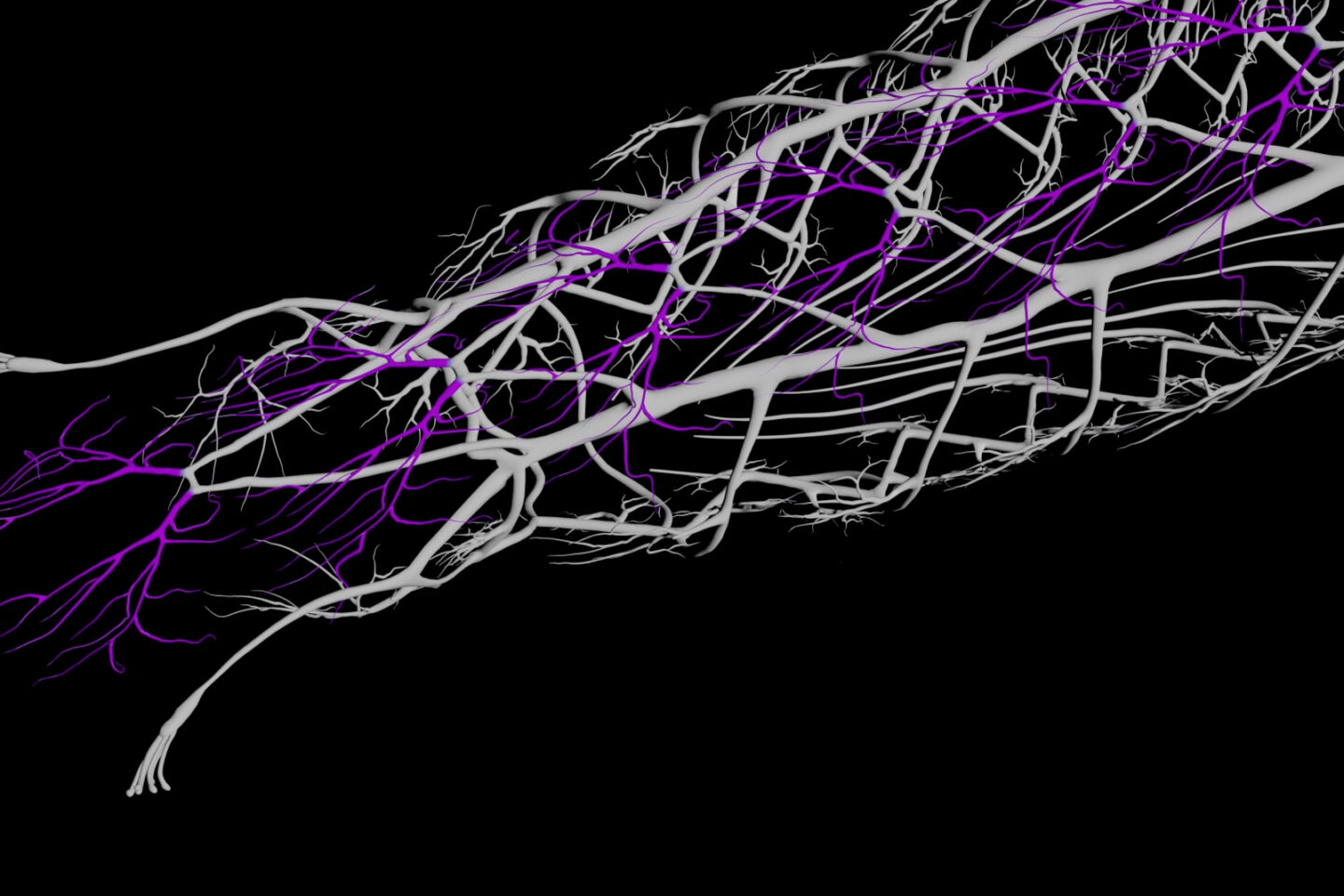 A digital rendering of intertwined white and purple branching structures resembling nerves or blood vessels on a black background.