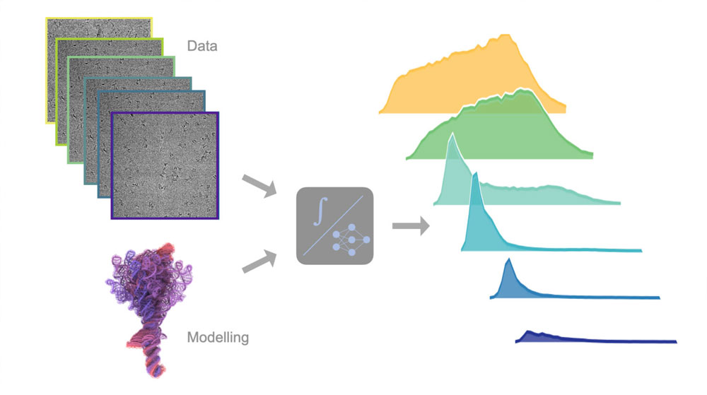 A diagram showing raw image data and a 3D molecular model being processed by a computational tool to generate a series of corresponding distribution curves.