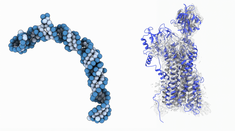 A molecular model of DNA shown as a strand of spheres on the left, and a protein structure shown as blue ribbons and a gray translucent surface on the right.