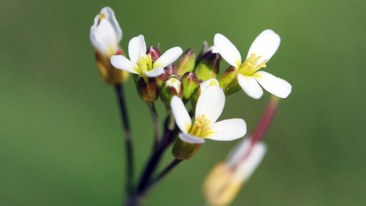 Small white four-petaled flowers with yellow centers growing in a cluster on a thin stem.
